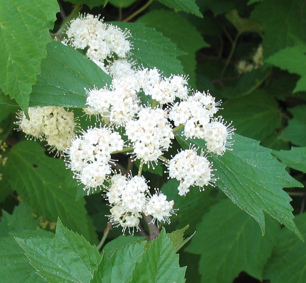 Viburnum Acerifolium - View 5 from www redcrocus com