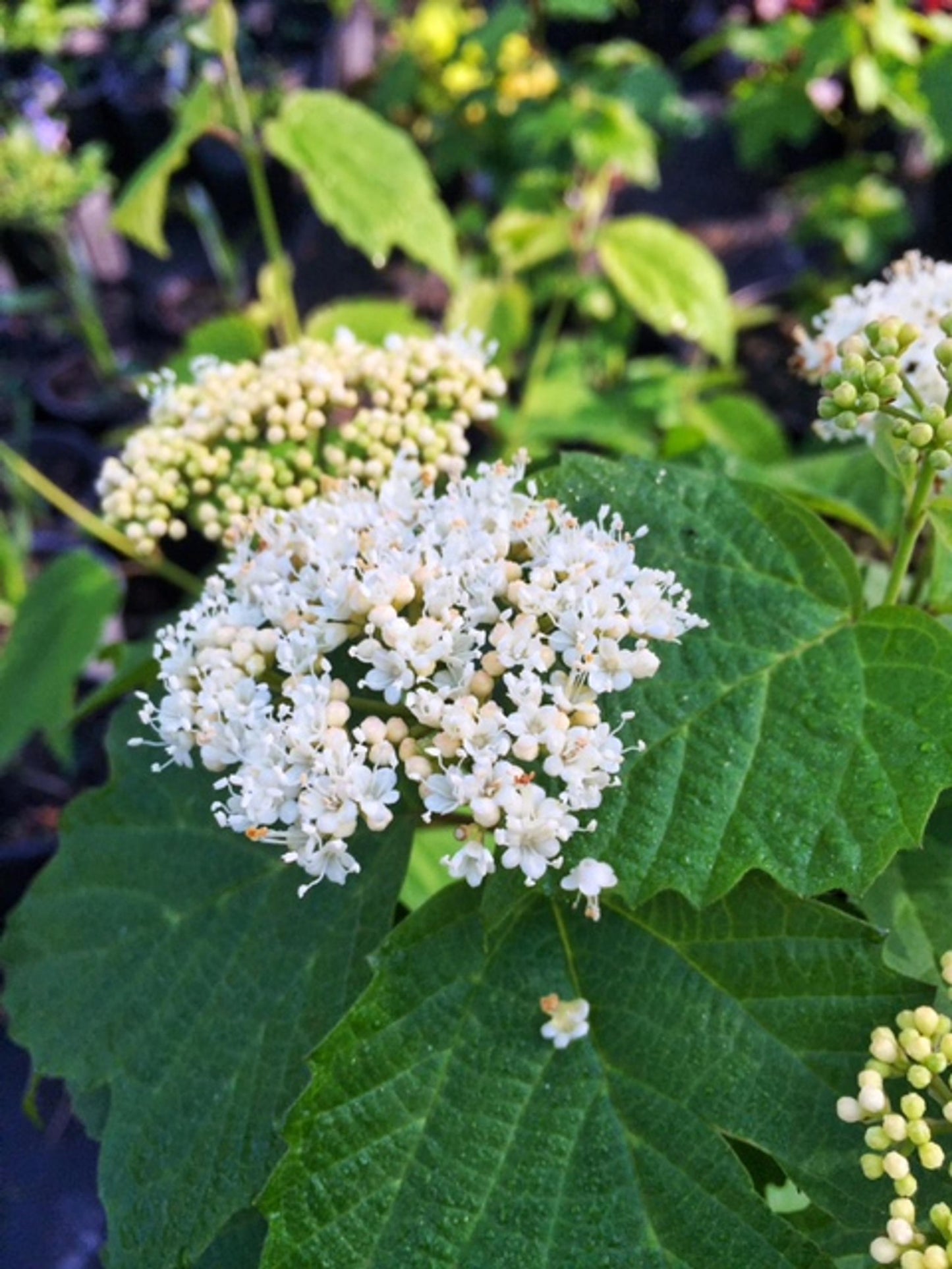 Viburnum Acerifolium - View 6 from www redcrocus com
