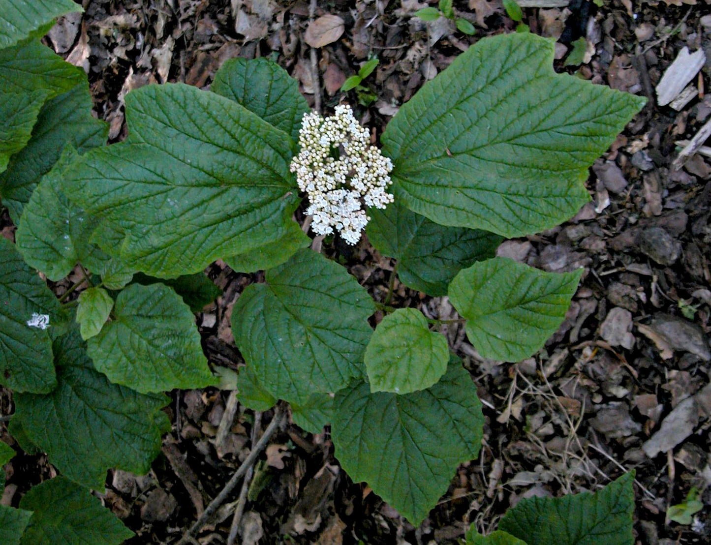 Viburnum Acerifolium - View 8 from www redcrocus com