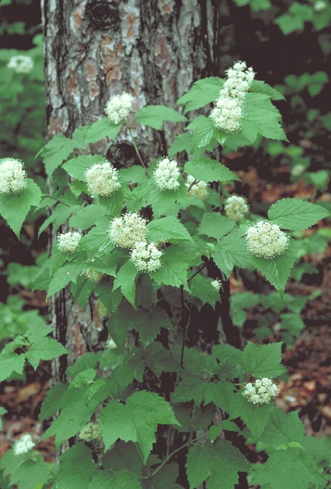 Viburnum Acerifolium - View 9 from www redcrocus com