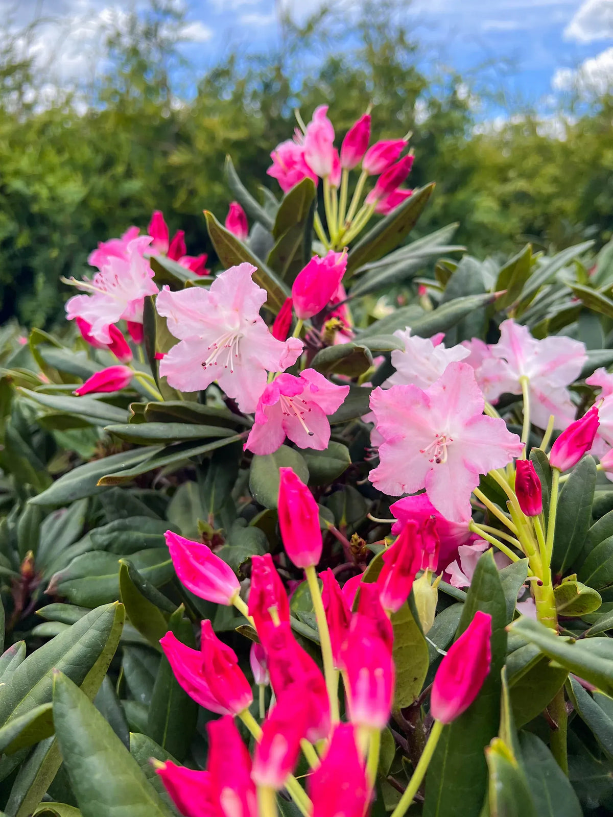 Rhododendron Dandy Man Color Wheel - View 14 from www redcrocus com