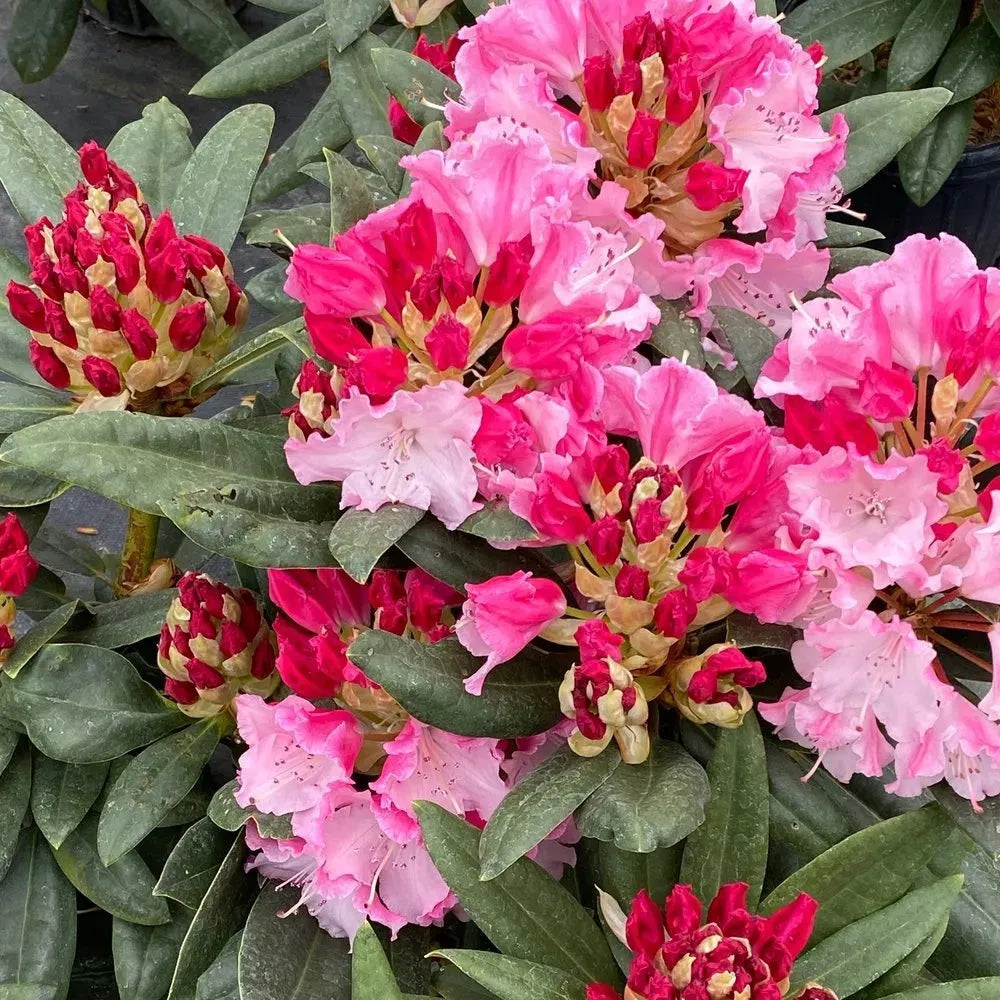 Rhododendron Dandy Man Color Wheel - View 1 from www redcrocus com