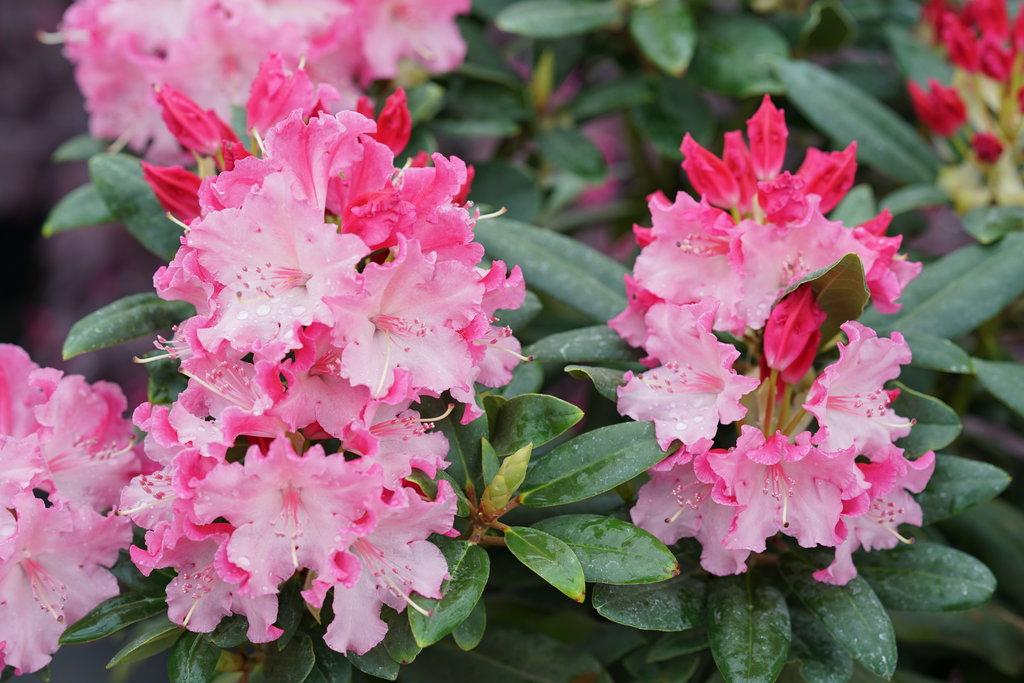 Rhododendron Dandy Man Color Wheel - View 2 from www redcrocus com