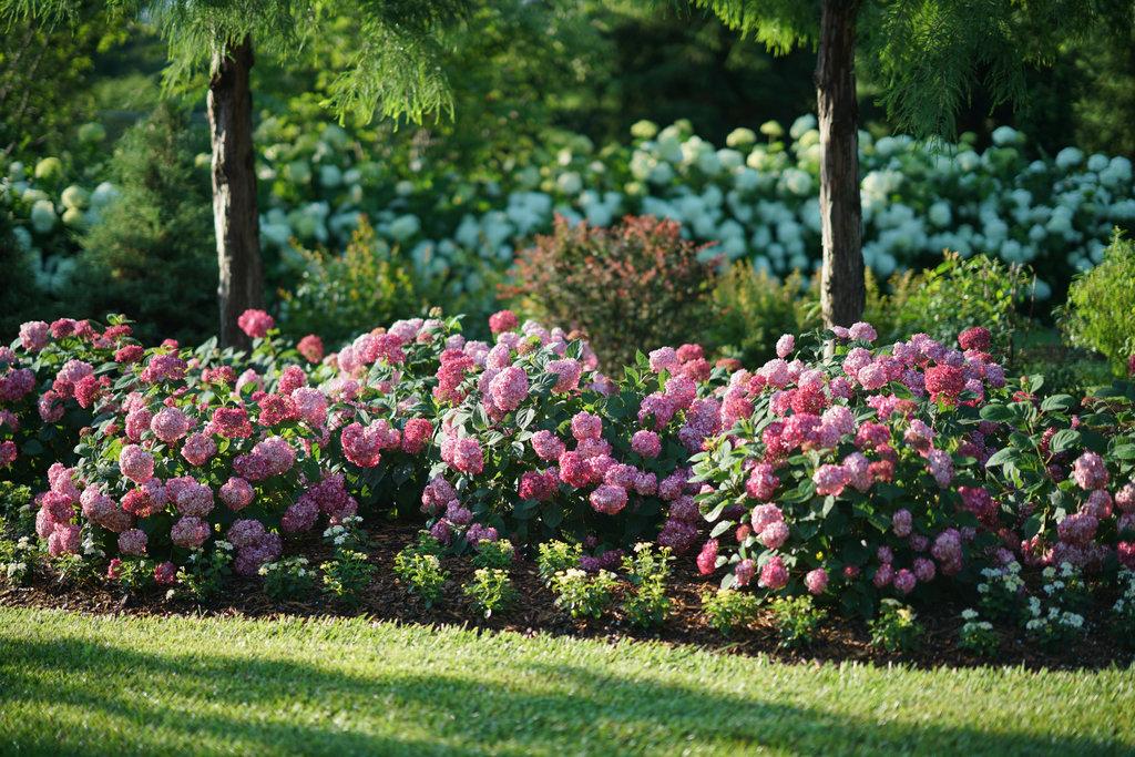 Hydrangea Arborescens Invincibelle Ruby - View 10 from www redcrocus com