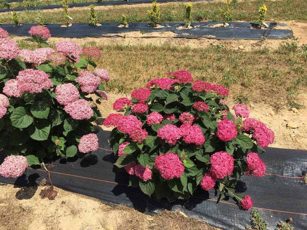Hydrangea Arborescens Invincibelle Ruby - View 11 from www redcrocus com