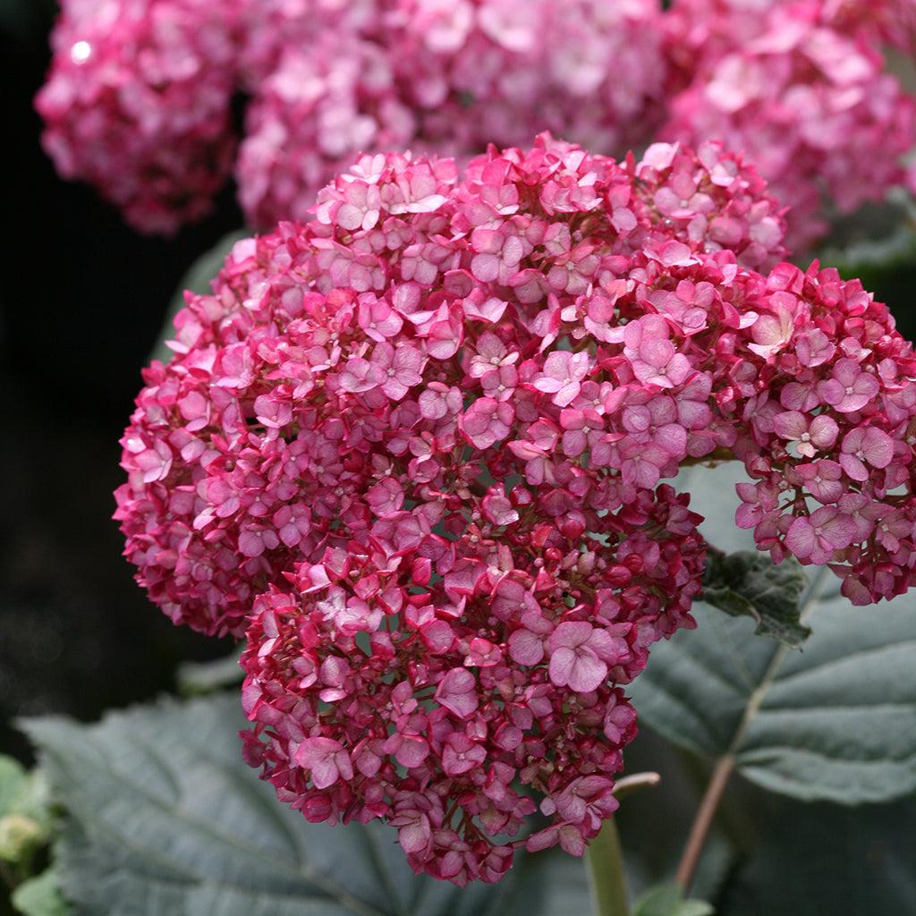 Hydrangea Arborescens Invincibelle Ruby - View 14 from www redcrocus com