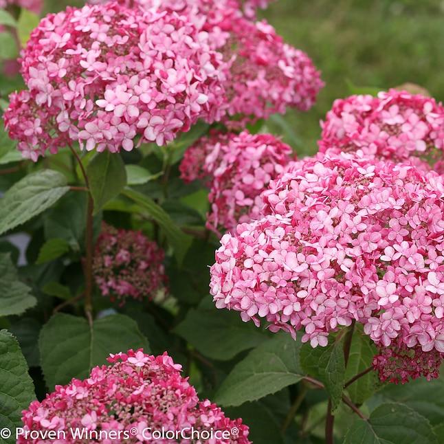 Hydrangea Arborescens Invincibelle Ruby - View 15 from www redcrocus com