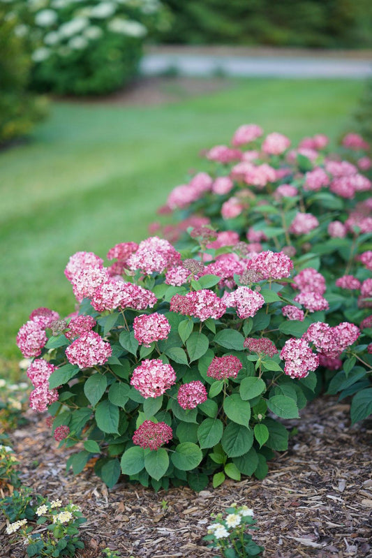 Hydrangea Arborescens Invincibelle Ruby - View 1 from www redcrocus com