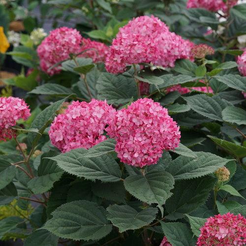 Hydrangea Arborescens Invincibelle Ruby - View 20 from www redcrocus com