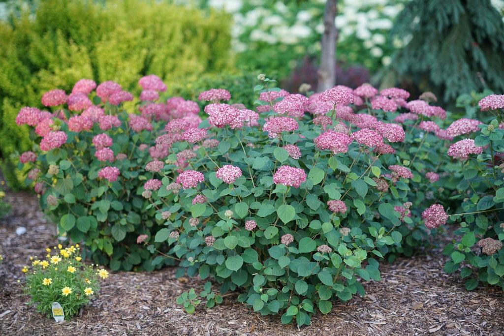 Hydrangea Arborescens Invincibelle Ruby - View 3 from www redcrocus com
