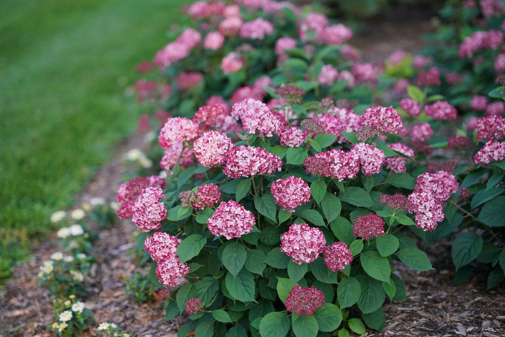 Hydrangea Arborescens Invincibelle Ruby - View 5 from www redcrocus com