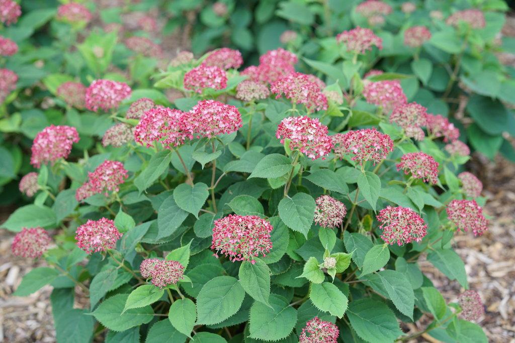 Hydrangea Arborescens Invincibelle Ruby - View 6 from www redcrocus com