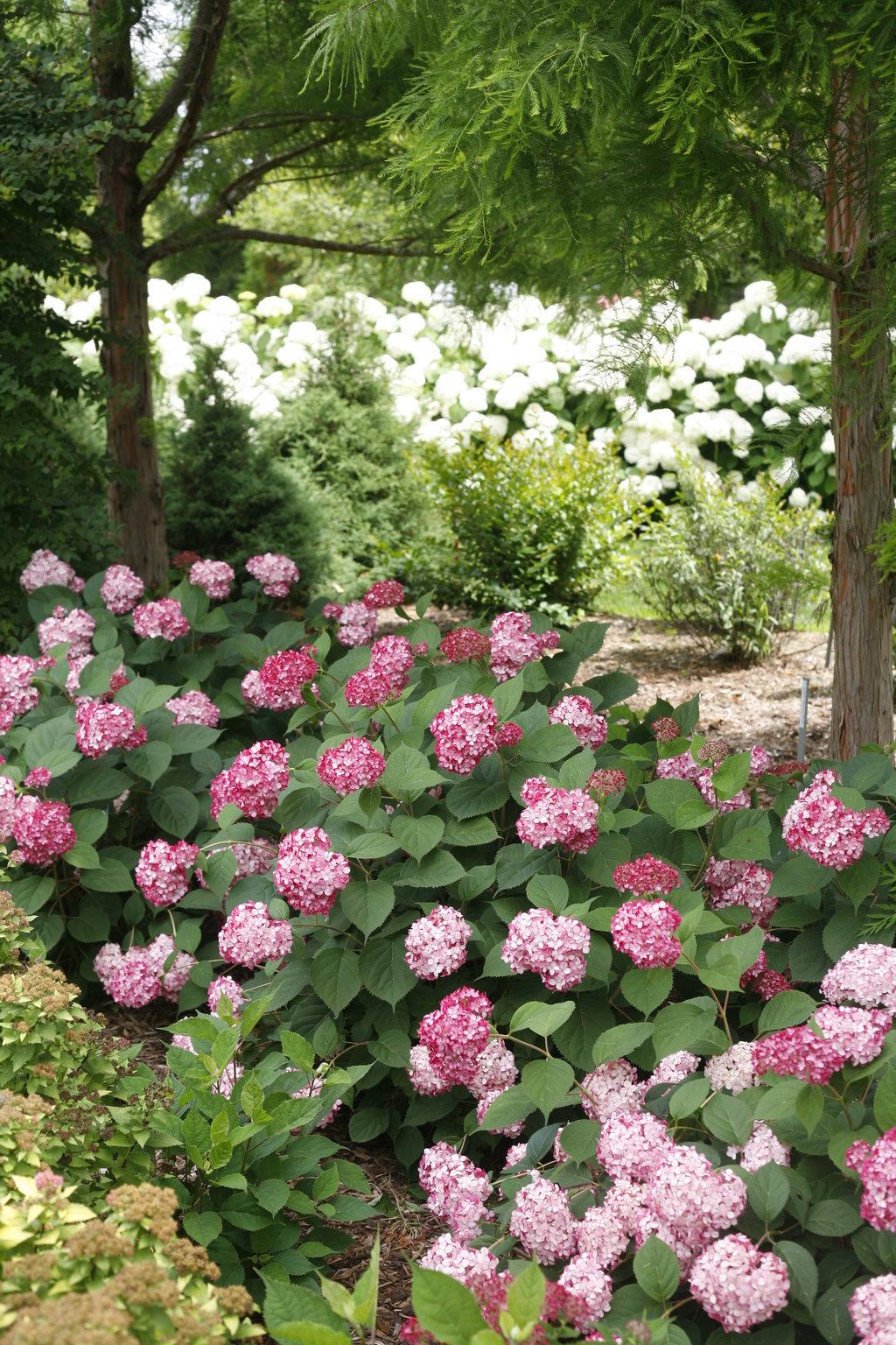 Hydrangea Arborescens Invincibelle Ruby - View 8 from www redcrocus com