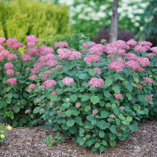 Hydrangea Arborescens Invincibelle Ruby - View 9 from www redcrocus com
