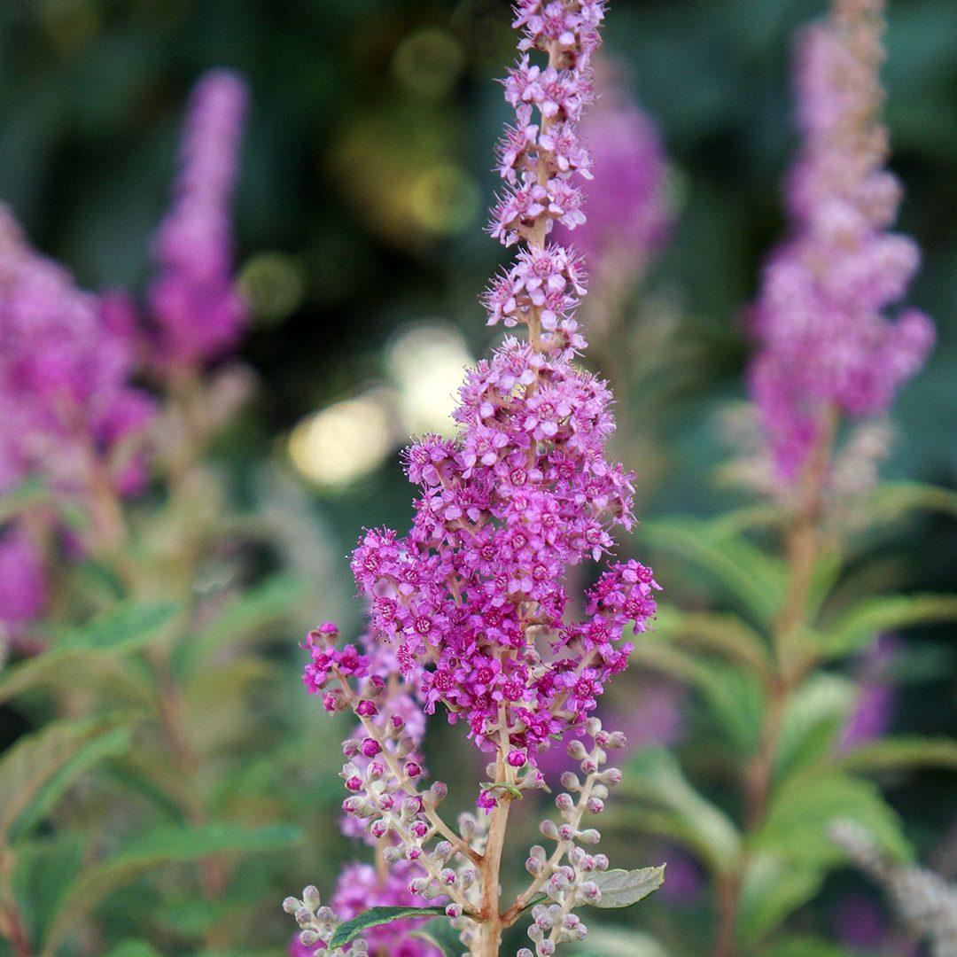 Spiraea Tomentosa - View 10 from www redcrocus com