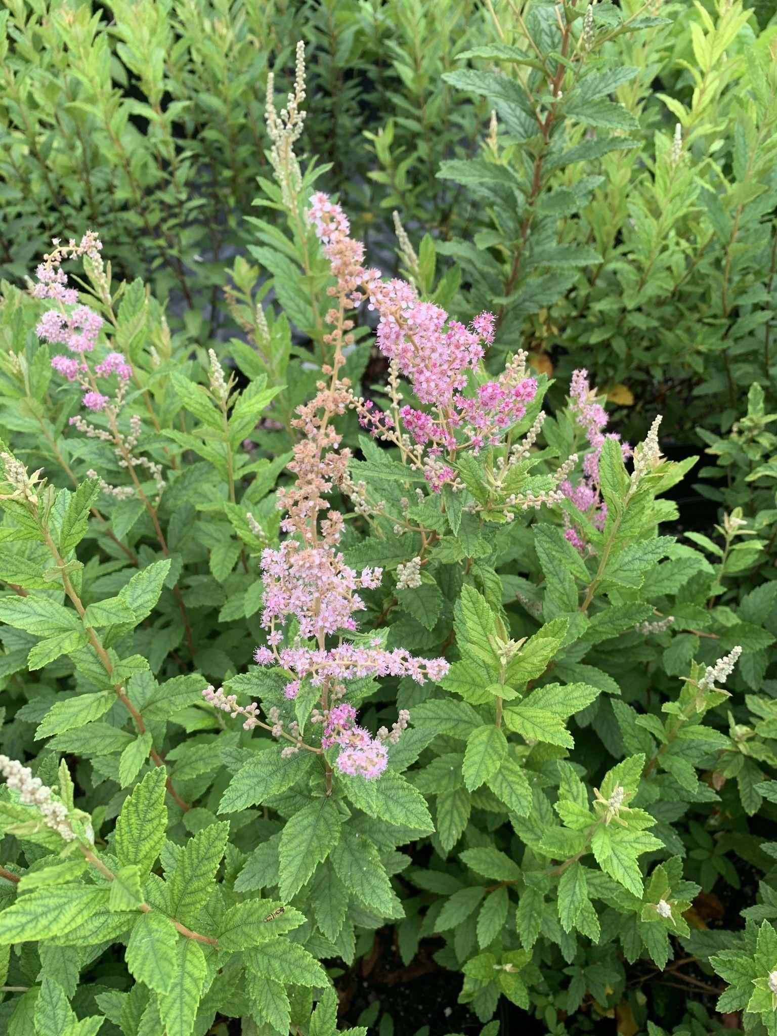 Spiraea Tomentosa - View 12 from www redcrocus com