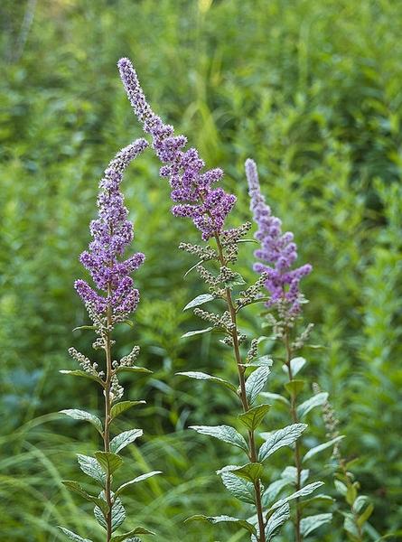 Spiraea Tomentosa - View 13 from www redcrocus com