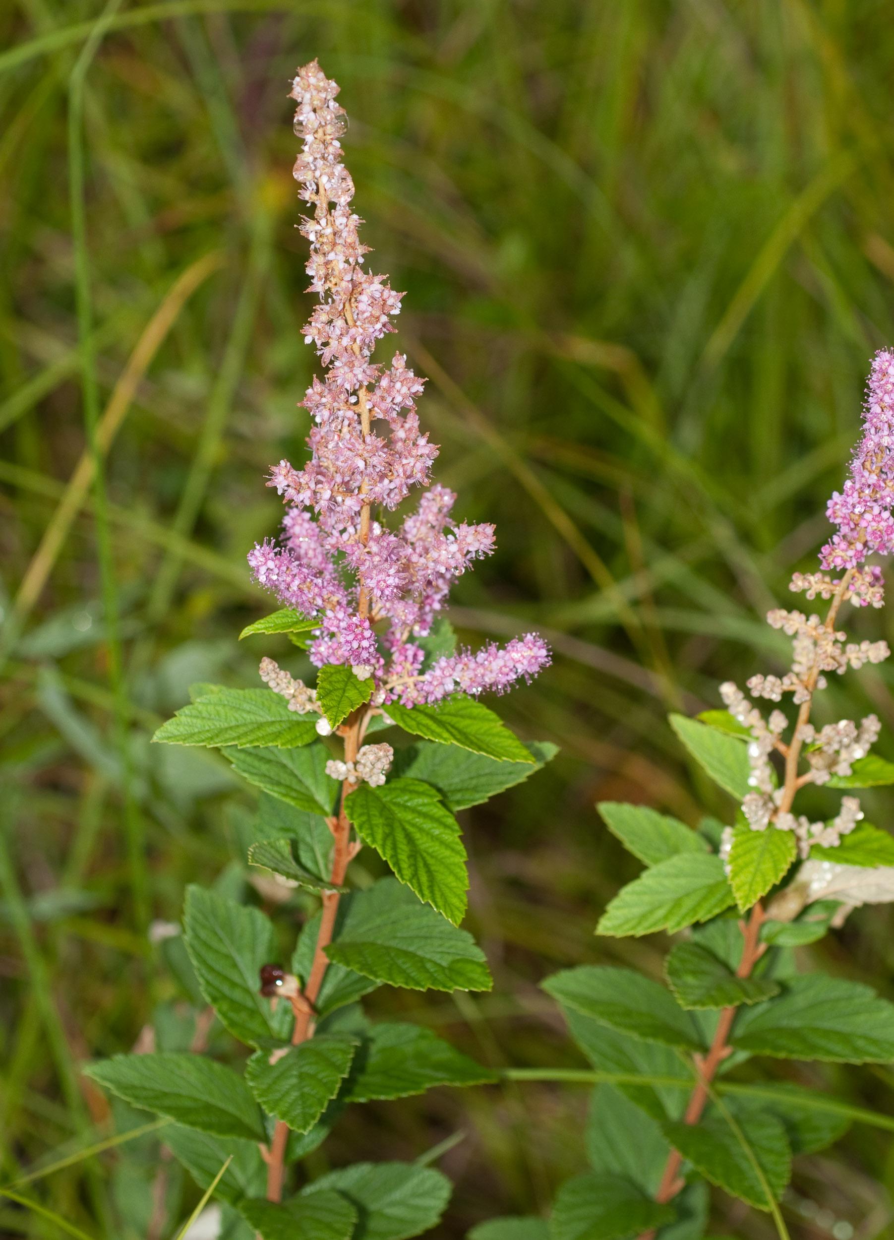 Spiraea Tomentosa - View 14 from www redcrocus com