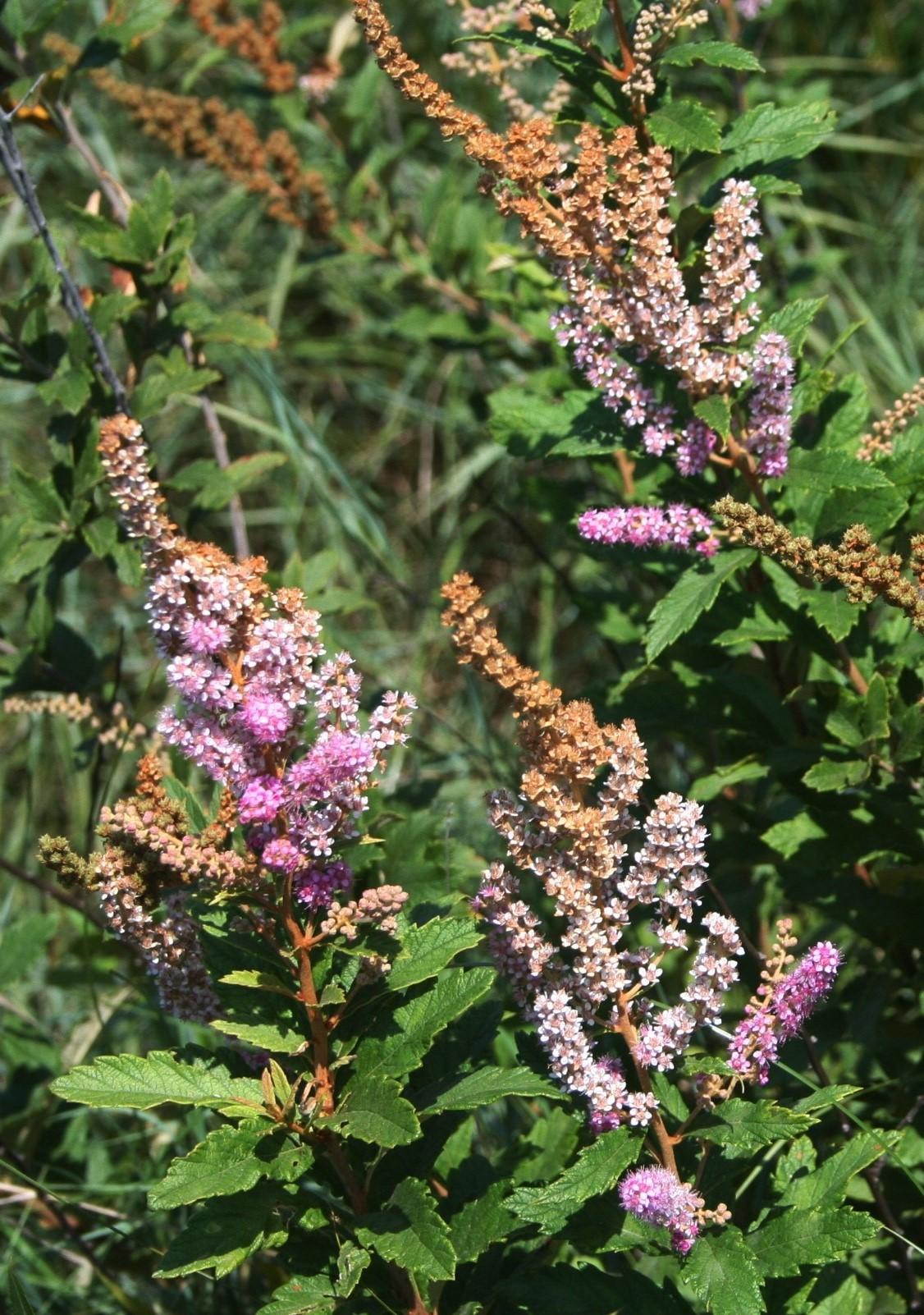 Spiraea Tomentosa - View 16 from www redcrocus com