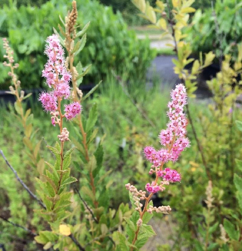 Spiraea Tomentosa - View 17 from www redcrocus com