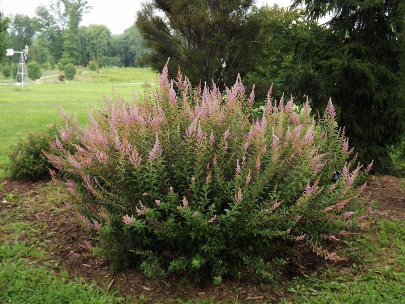 Spiraea Tomentosa - View 18 from www redcrocus com