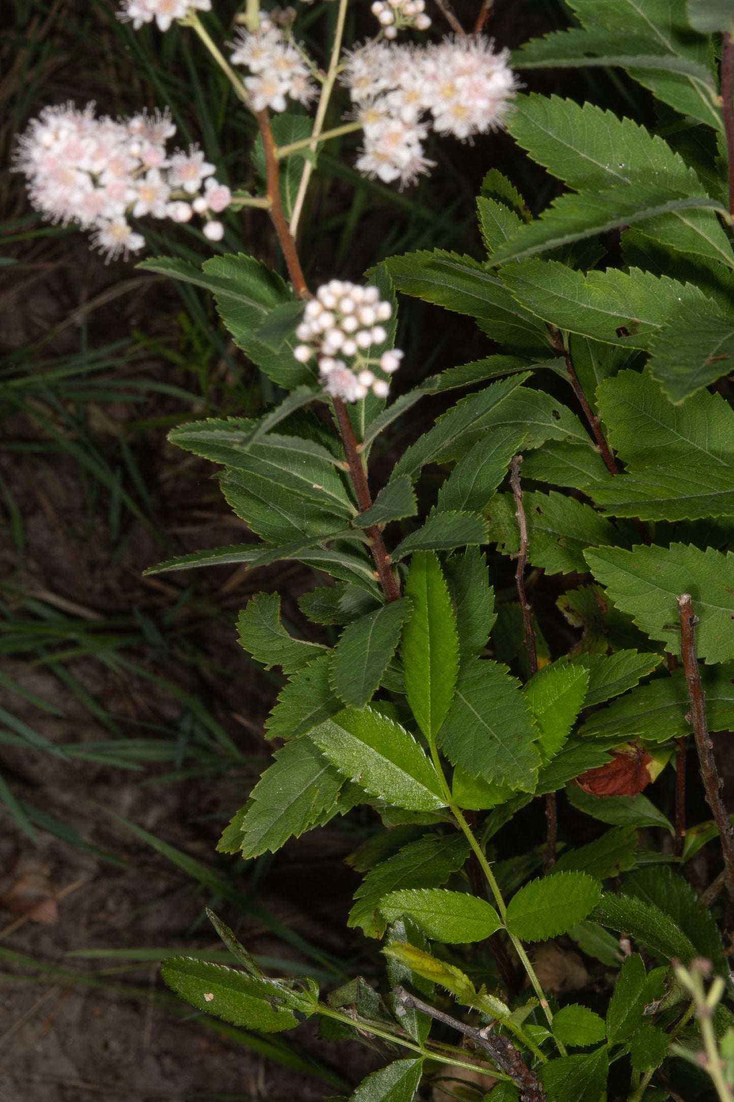 Spiraea Tomentosa - View 19 from www redcrocus com
