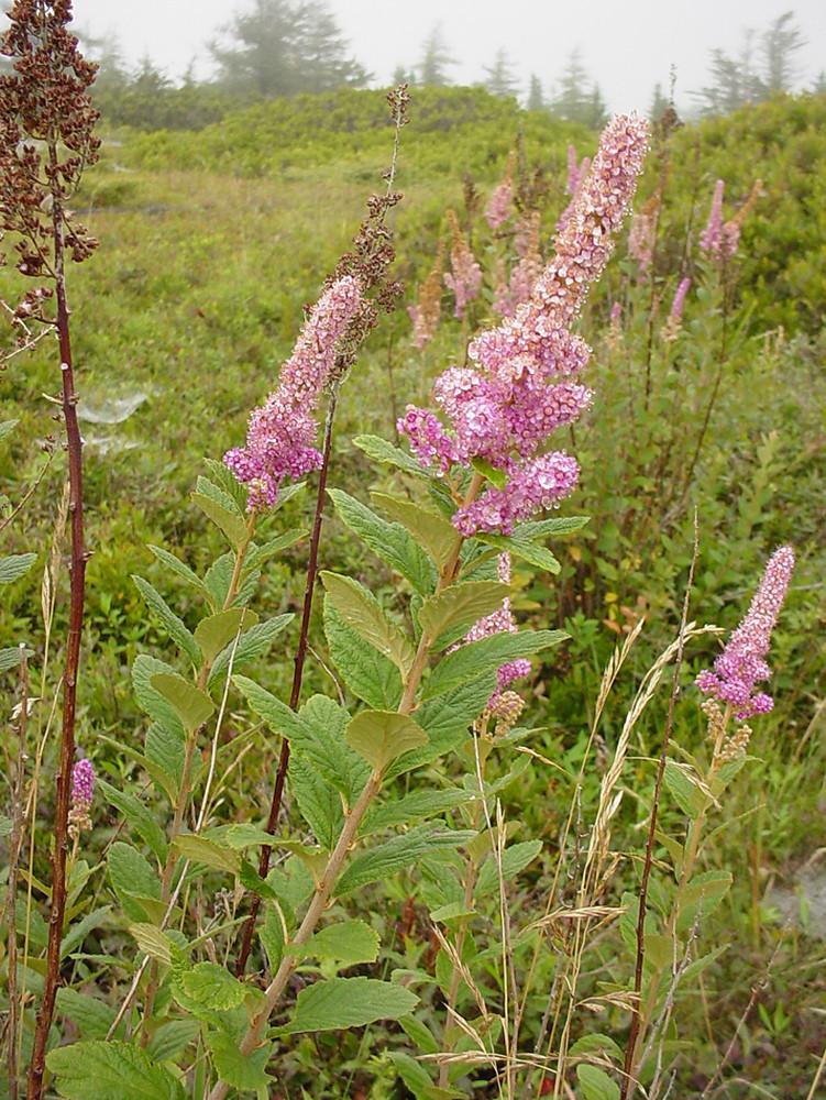 Spiraea Tomentosa - View 1 from www redcrocus com