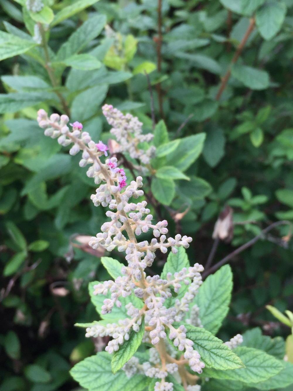 Spiraea Tomentosa - View 20 from www redcrocus com
