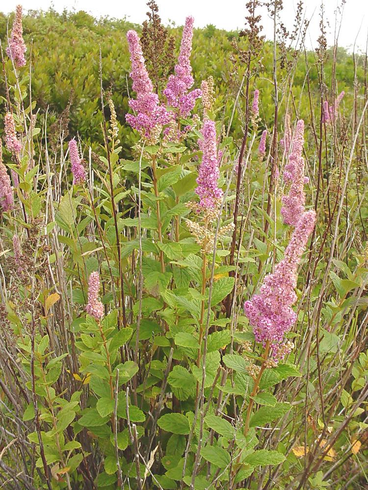 Spiraea Tomentosa - View 2 from www redcrocus com