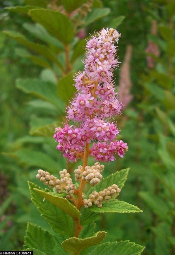 Spiraea Tomentosa - View 3 from www redcrocus com