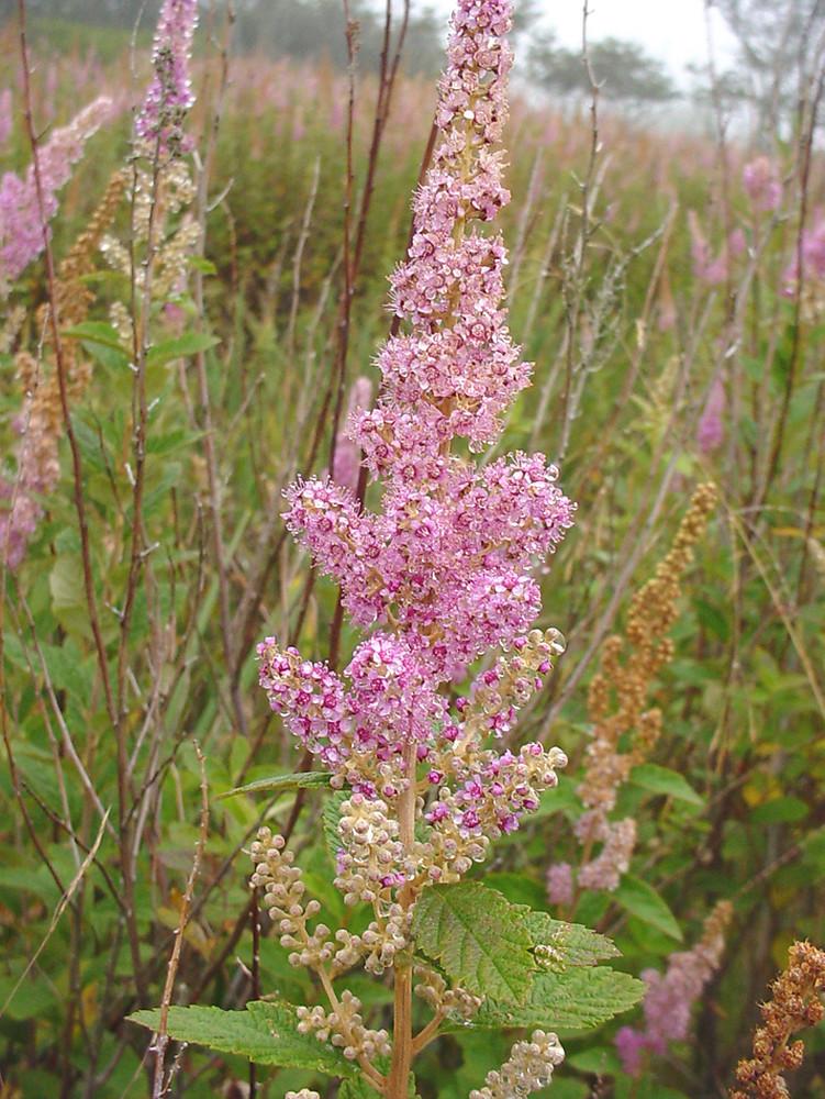 Spiraea Tomentosa - View 4 from www redcrocus com