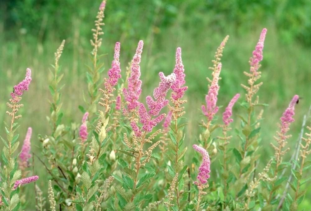 Spiraea Tomentosa - View 5 from www redcrocus com