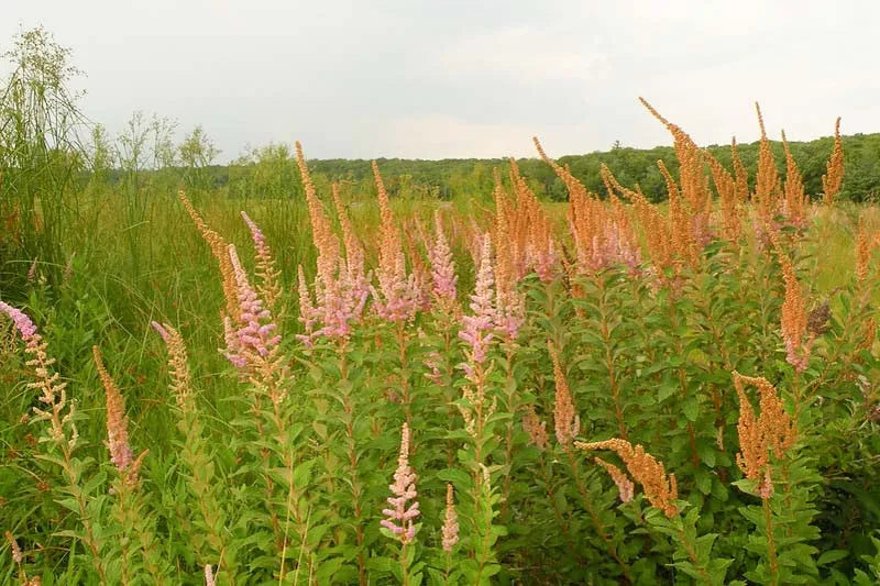 Spiraea Tomentosa - View 6 from www redcrocus com