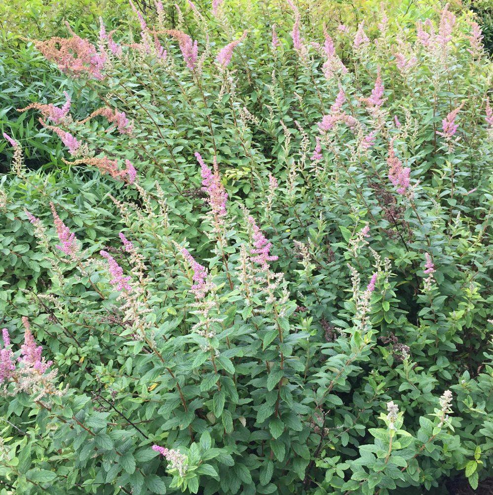 Spiraea Tomentosa - View 6 from www redcrocus com
