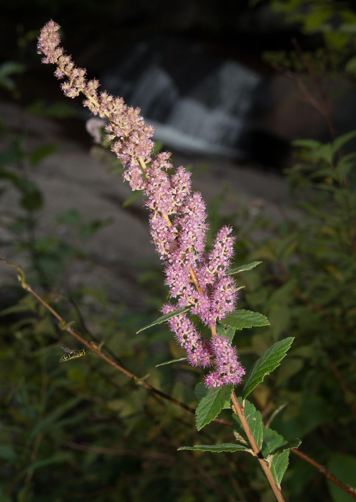 Spiraea Tomentosa - View 7 from www redcrocus com