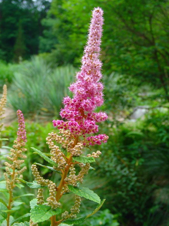 Spiraea Tomentosa - View 8 from www redcrocus com