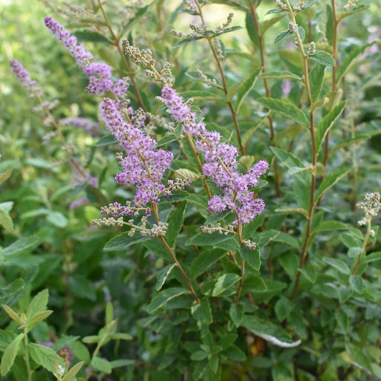 Spiraea Tomentosa - View 9 from www redcrocus com