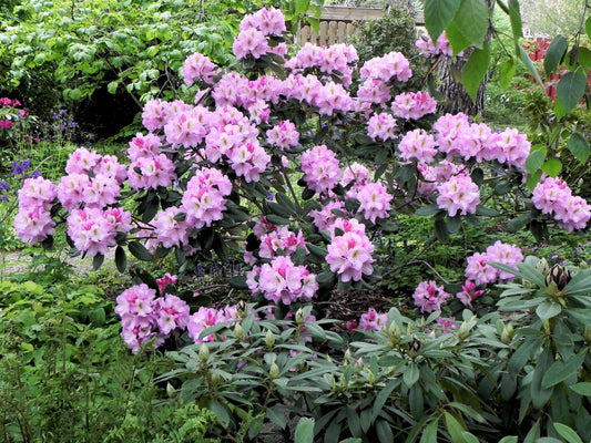Rhododendron Lavender Princess - View 1 from www redcrocus com