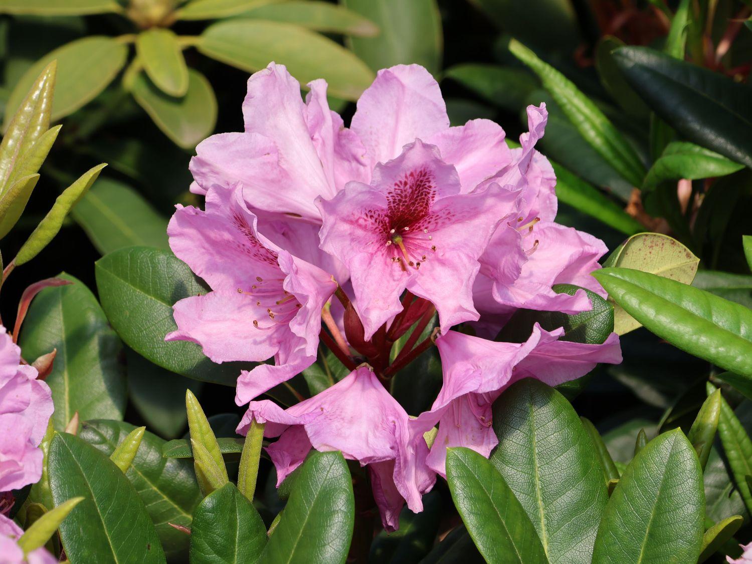 Rhododendron Lavender Princess - View 2 from www redcrocus com