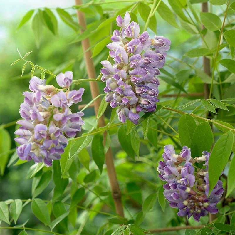 Wisteria Frutescens Amethyst Falls - View 10 from www redcrocus com