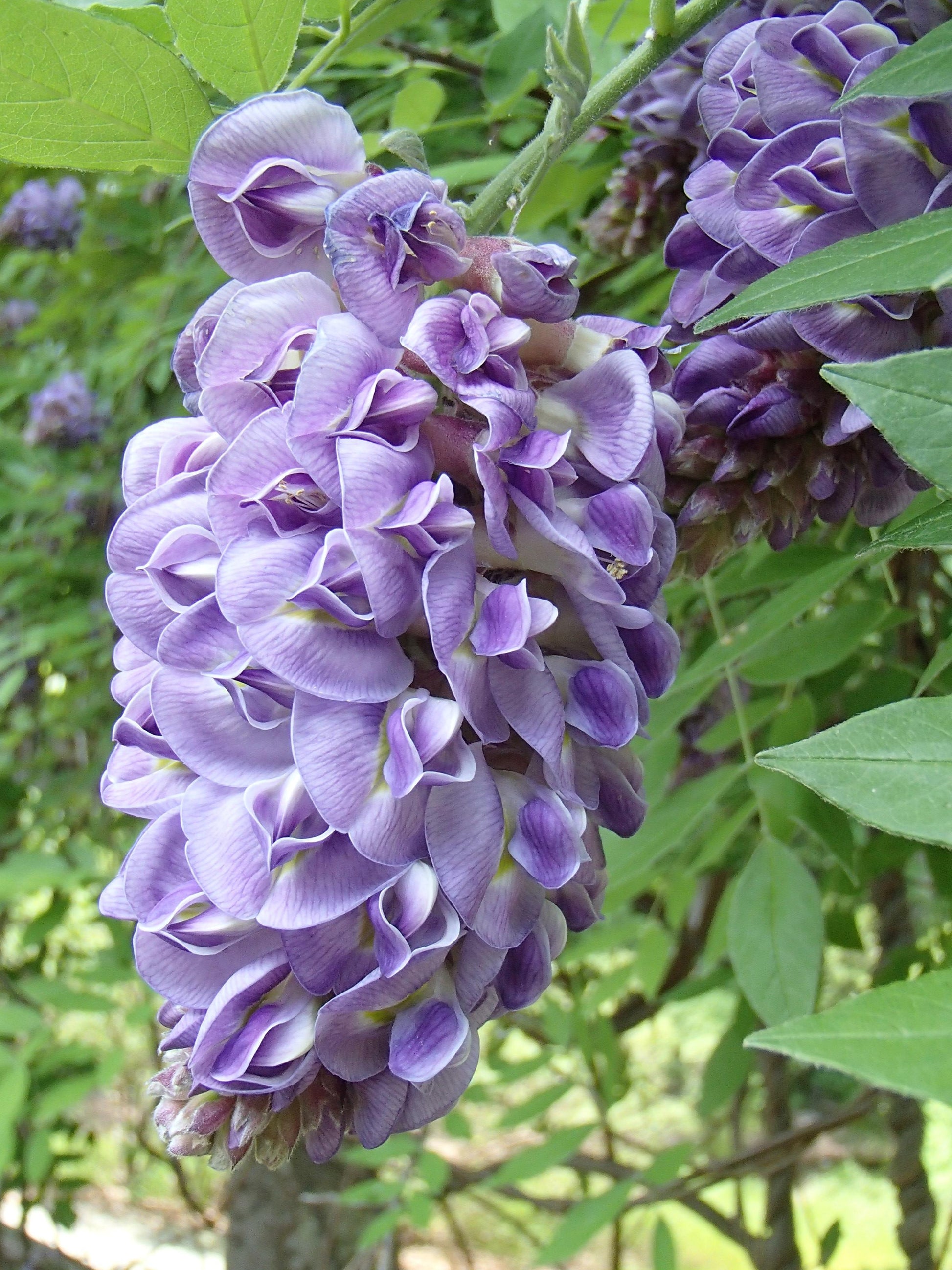 Wisteria Frutescens Amethyst Falls - View 11 from www redcrocus com