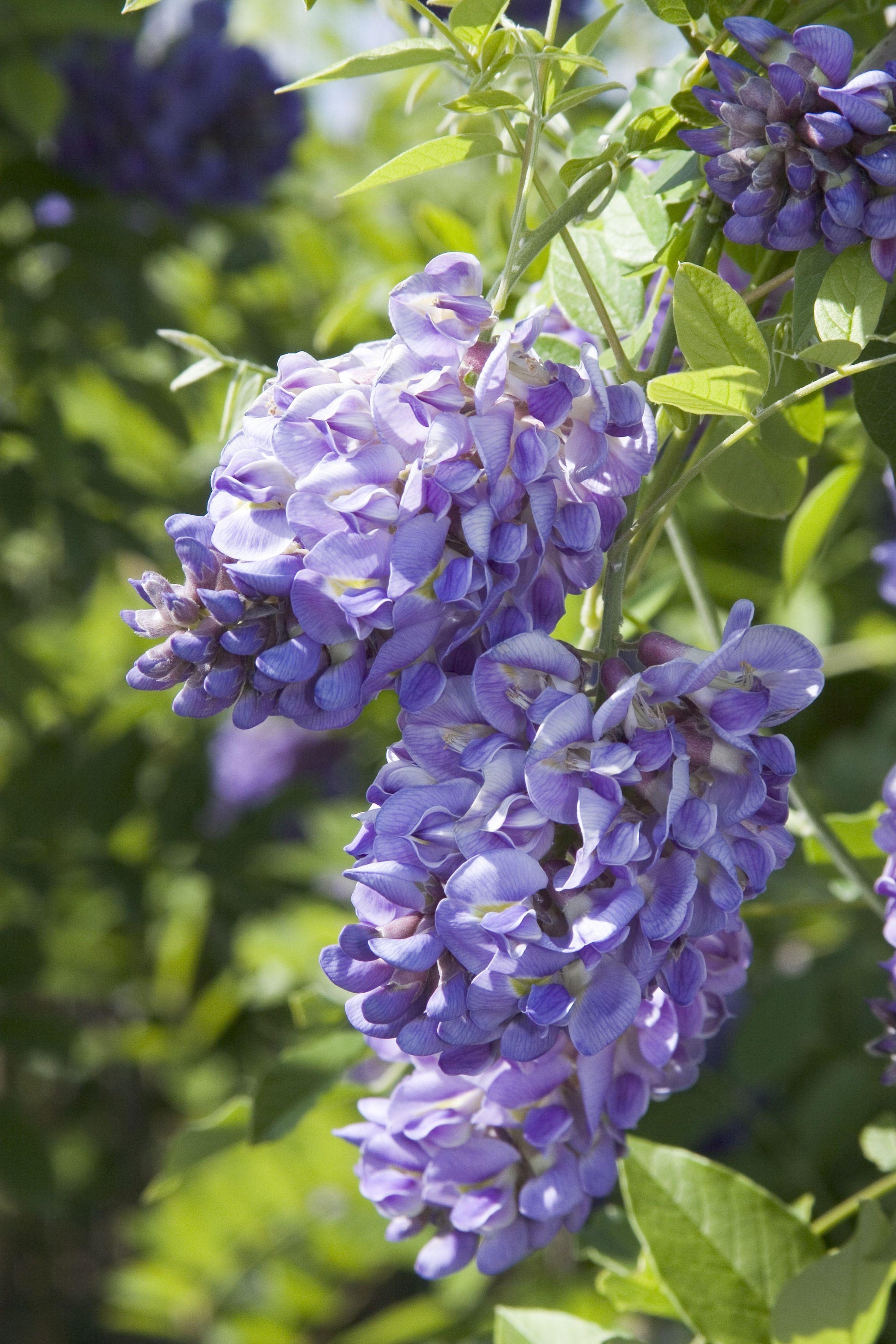Wisteria Frutescens Amethyst Falls - View 13 from www redcrocus com