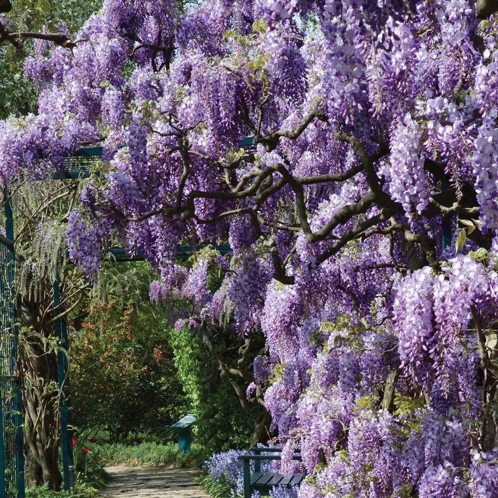 Wisteria Frutescens Amethyst Falls - View 14 from www redcrocus com