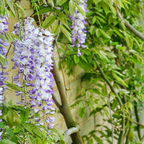 Wisteria Frutescens Amethyst Falls - View 15 from www redcrocus com