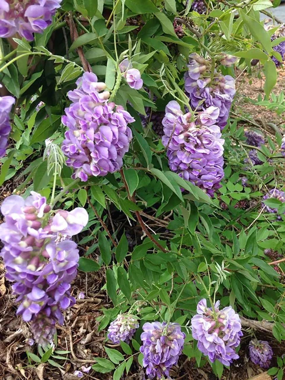 Wisteria Frutescens Amethyst Falls - View 16 from www redcrocus com
