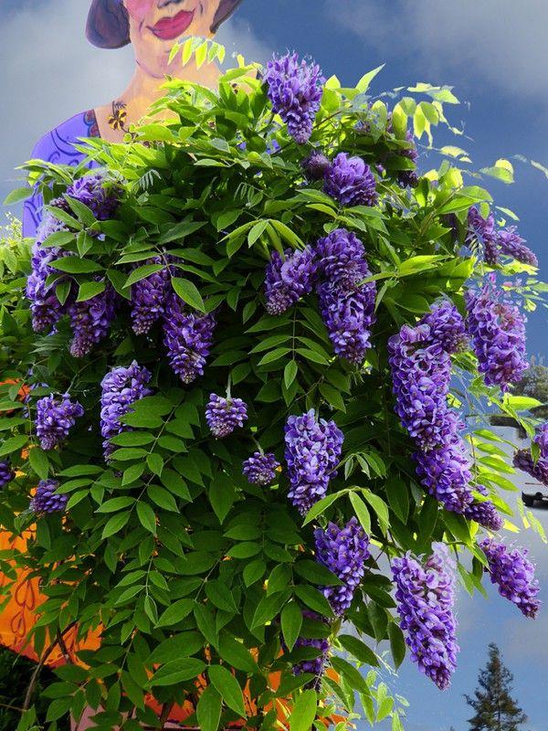 Wisteria Frutescens Amethyst Falls - View 17 from www redcrocus com