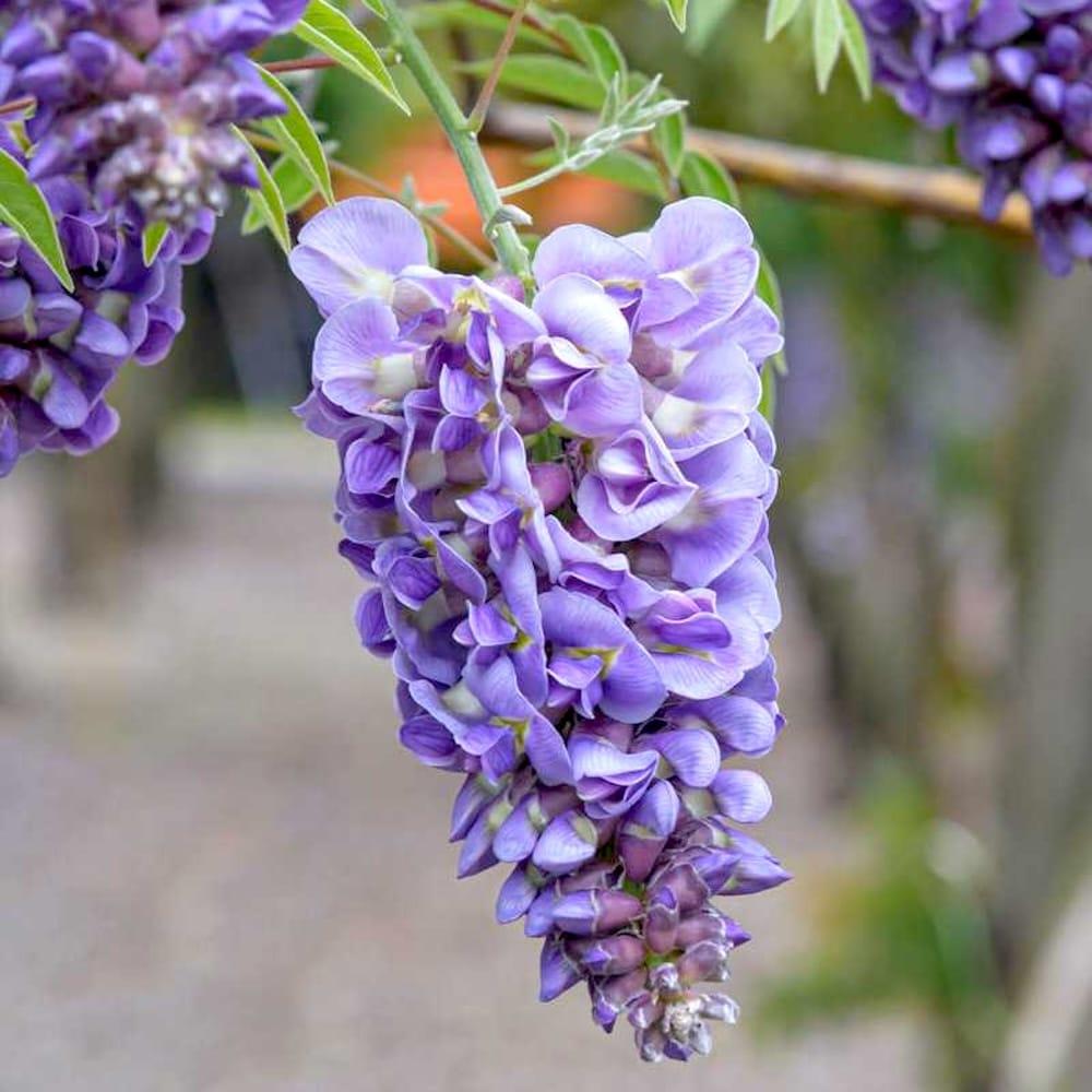 Wisteria Frutescens Amethyst Falls - View 18 from www redcrocus com