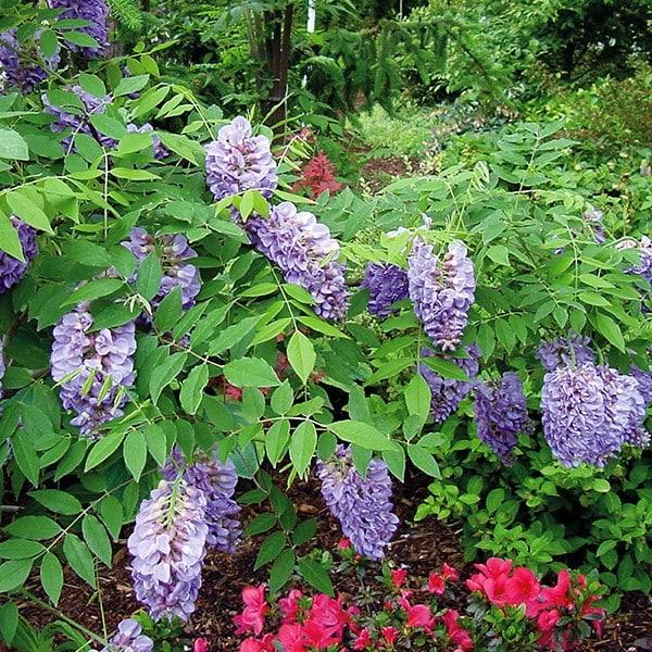 Wisteria Frutescens Amethyst Falls - View 20 from www redcrocus com