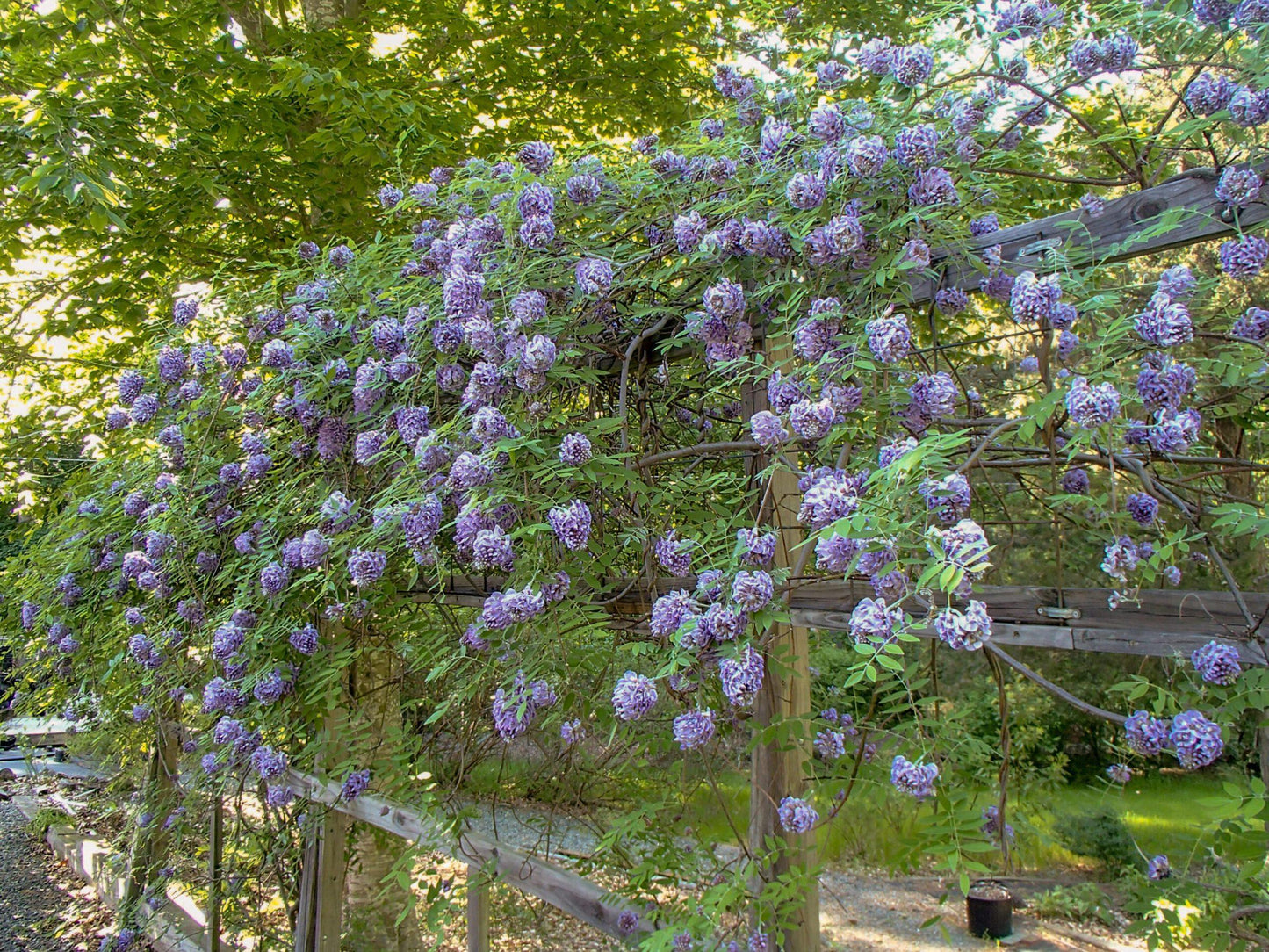 Wisteria Frutescens Amethyst Falls - View 2 from www redcrocus com