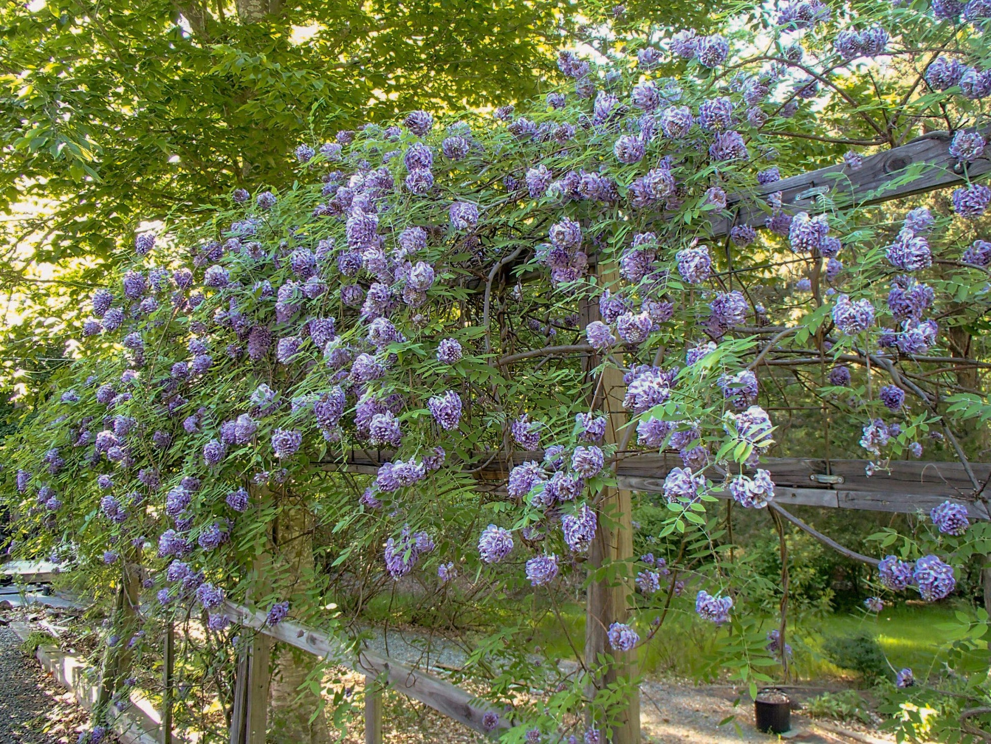 Wisteria Frutescens Amethyst Falls - View 2 from www redcrocus com